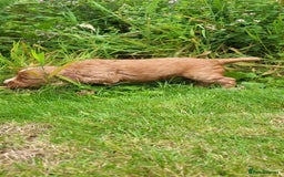 Cocker Spaniel dogs for sale: FTCH, KC REG working cocker pups - Image 17