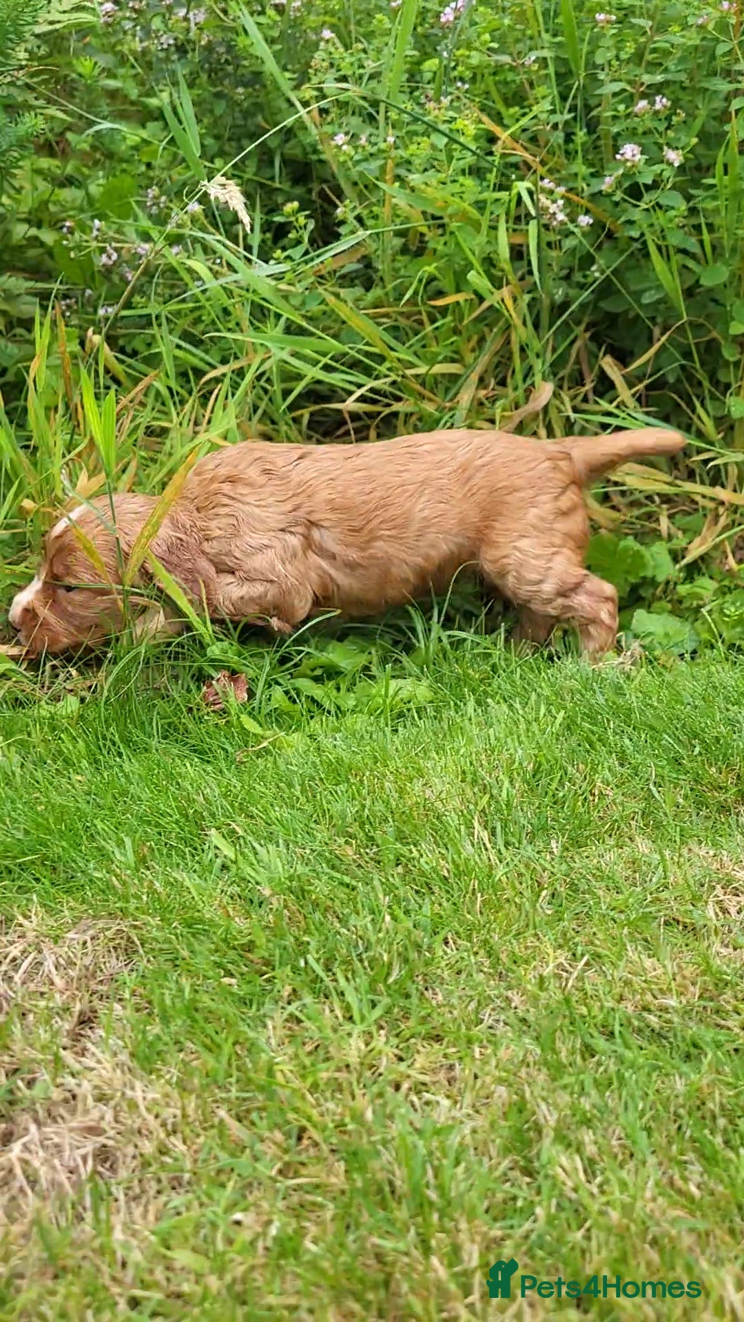 Cocker Spaniel dogs for sale: FTCH, KC REG working cocker pups - Image 17