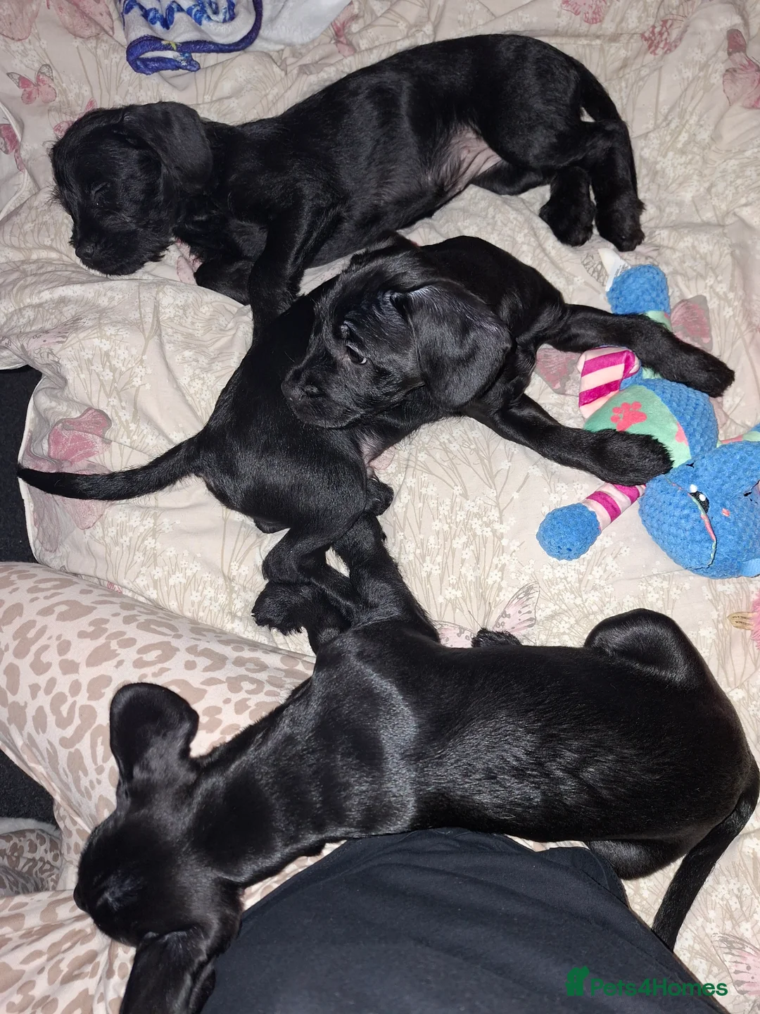 Mixed Breed dogs for sale: Miniature Poodle cross french bulldog puppies  - Advert 24