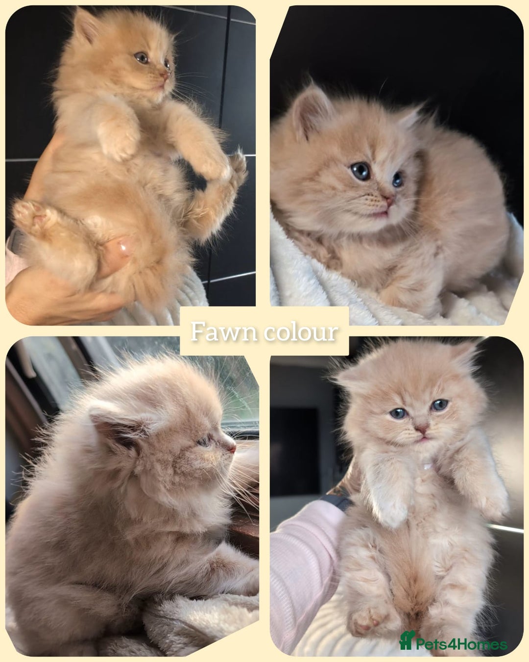 British Shorthair cats for sale: 💖💖💖BSH & BLH💫 GCCF & TICA red - Advert 6