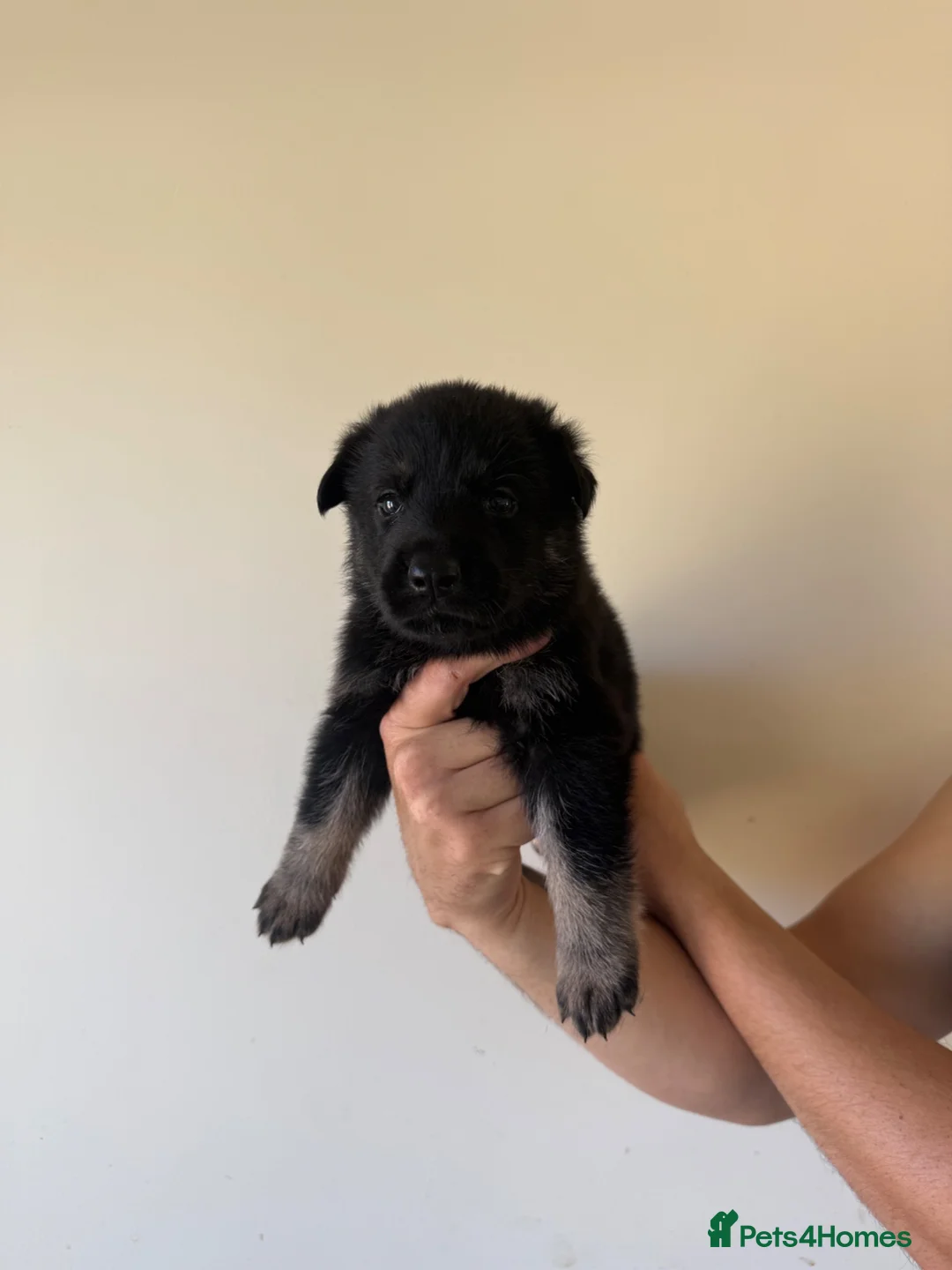 German Shepherd dogs for sale: German Shepherd Puppies - Advert 21