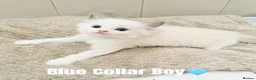 Ragdoll cats for sale: Five Beautiful Ragdoll Kittens Now Available🤍 - Advert 6