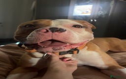 Mixed Breed dogs for sale: Reggie - Image 4