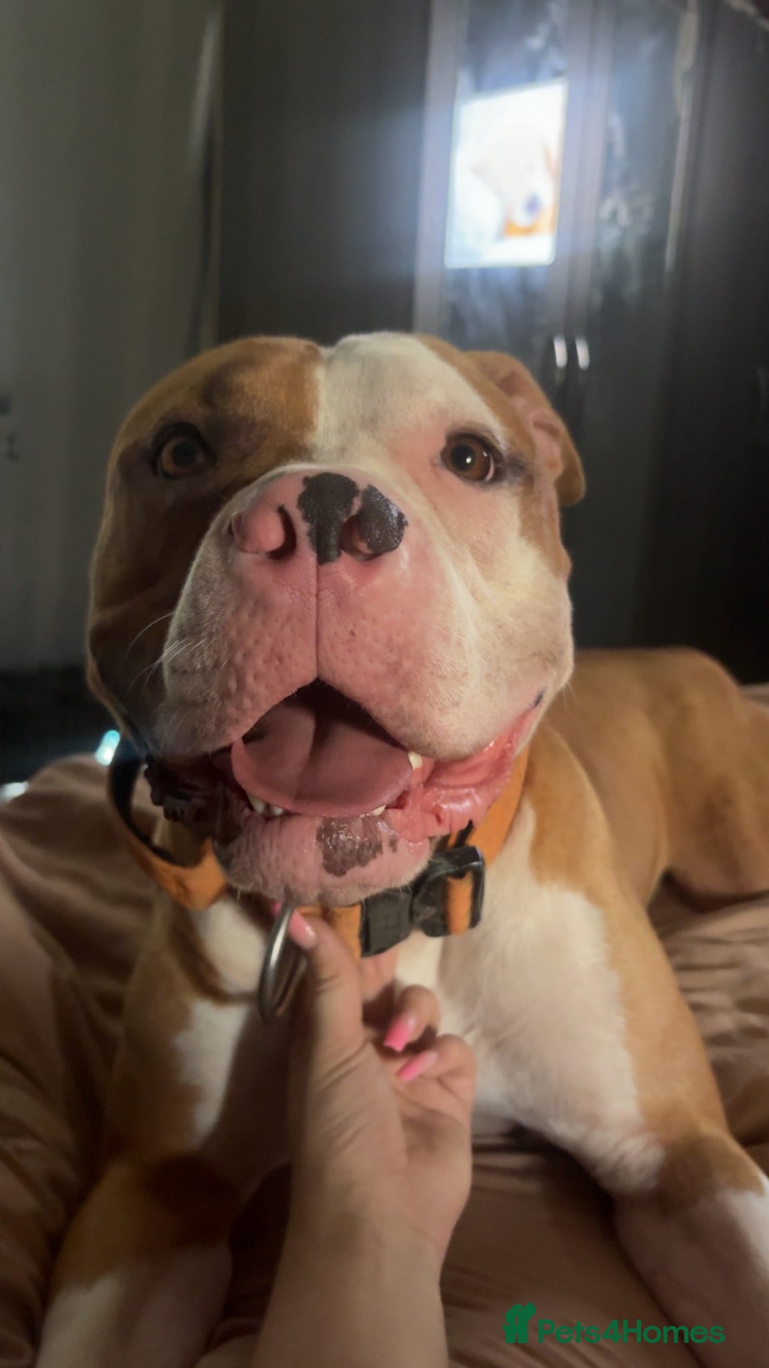 Mixed Breed dogs for sale: Reggie - Image 4