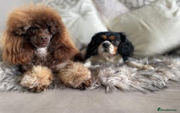 Cavapoo dogs for sale: Beautiful cavapoos  - Image 2