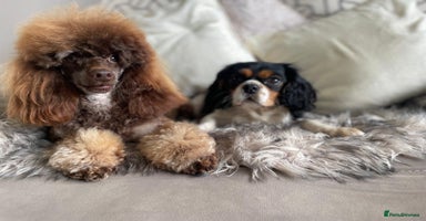 Cavapoo dogs - Advert 1