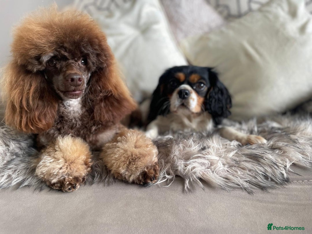 Cavapoo dogs for sale: Beautiful cavapoos  - Image 2