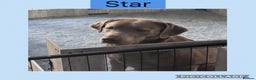 Labrador Retriever dogs for sale: Top quality KC registered silver Labrador puppies  - Advert 3