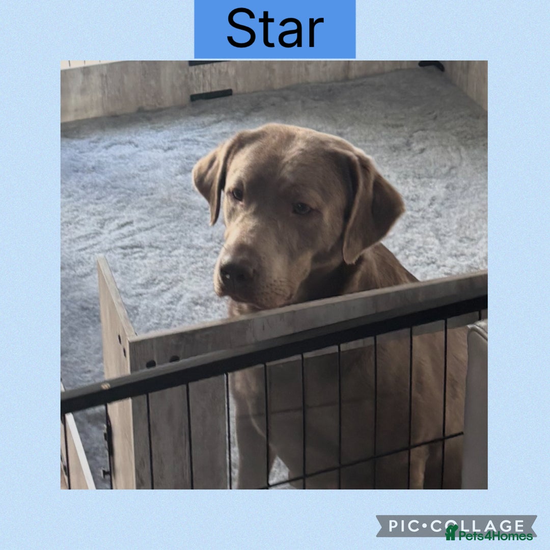 Labrador Retriever dogs for sale: Top quality KC registered silver Labrador puppies  - Advert 3