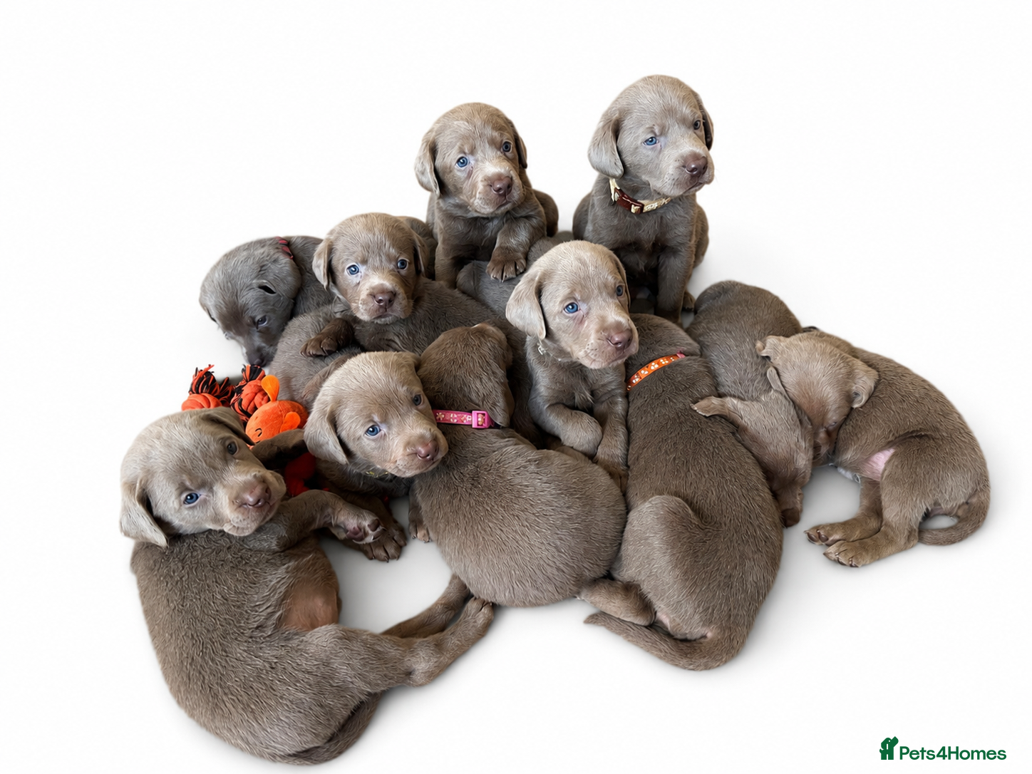 Labrador Retriever dogs KC registered Silver Labrador puppies  - Advert 14