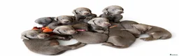 Labrador Retriever dogs for sale: Ready to leave 3 girls KC Silver Labrador puppies  - Advert 17