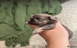 Shih Tzu dogs for sale: Imperial Lilac Dobie KC Reg - Image 2