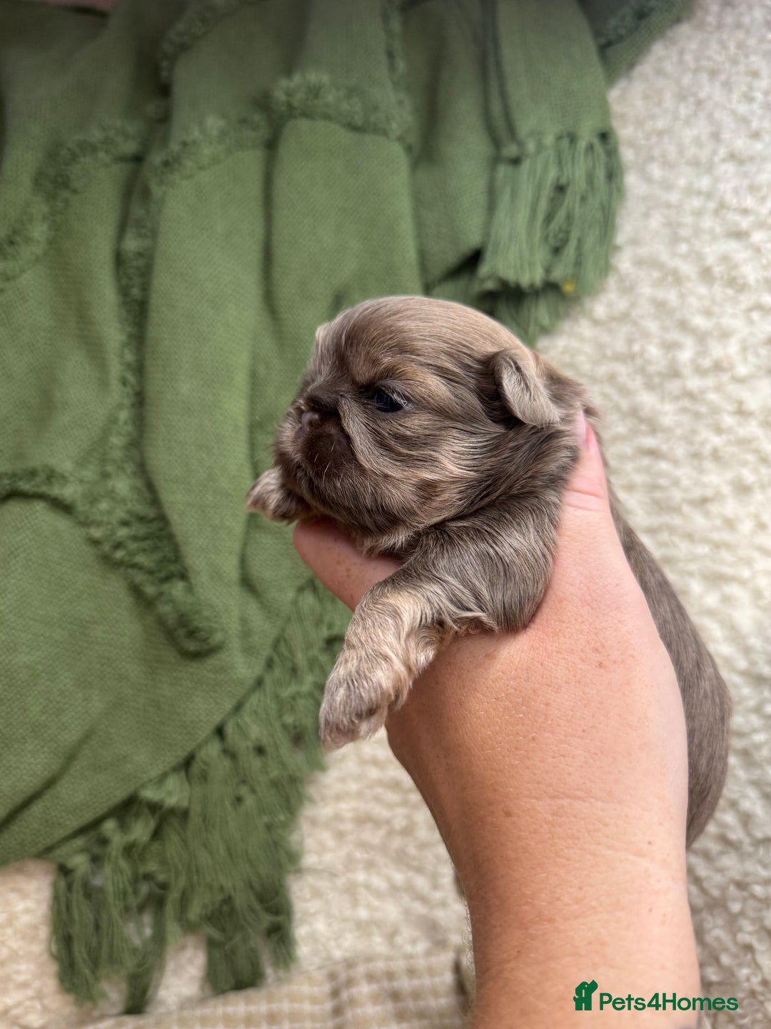 Shih Tzu dogs for sale: Imperial Lilac Dobie KC Reg - Image 2