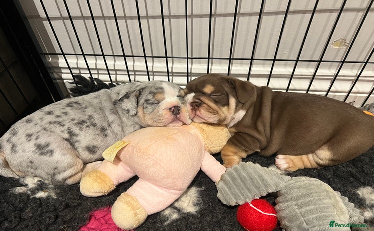 English Bulldog dogs - Advert 1