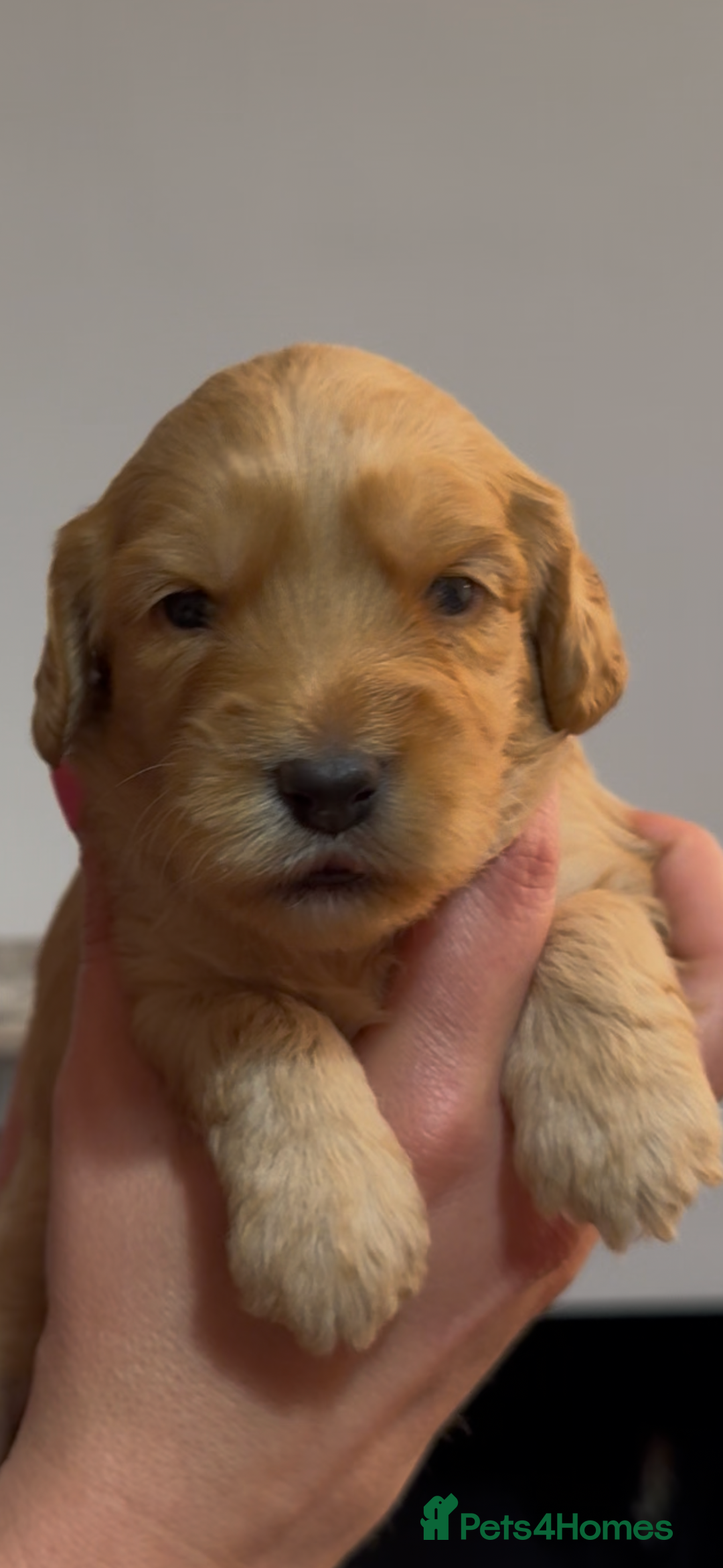 Cockapoo dogs for sale: Beautiful litter of parti and solid Cockapoos - Image 5