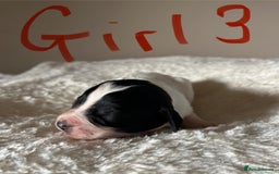 Cockapoo dogs for sale: Time to celebrate 🤩 - Image 6