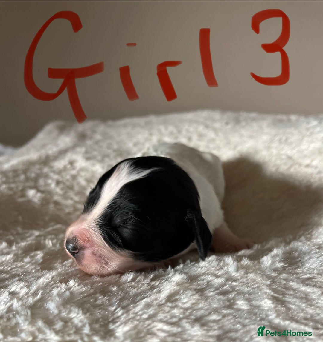 Cockapoo dogs for sale: Time to celebrate 🤩 - Image 6