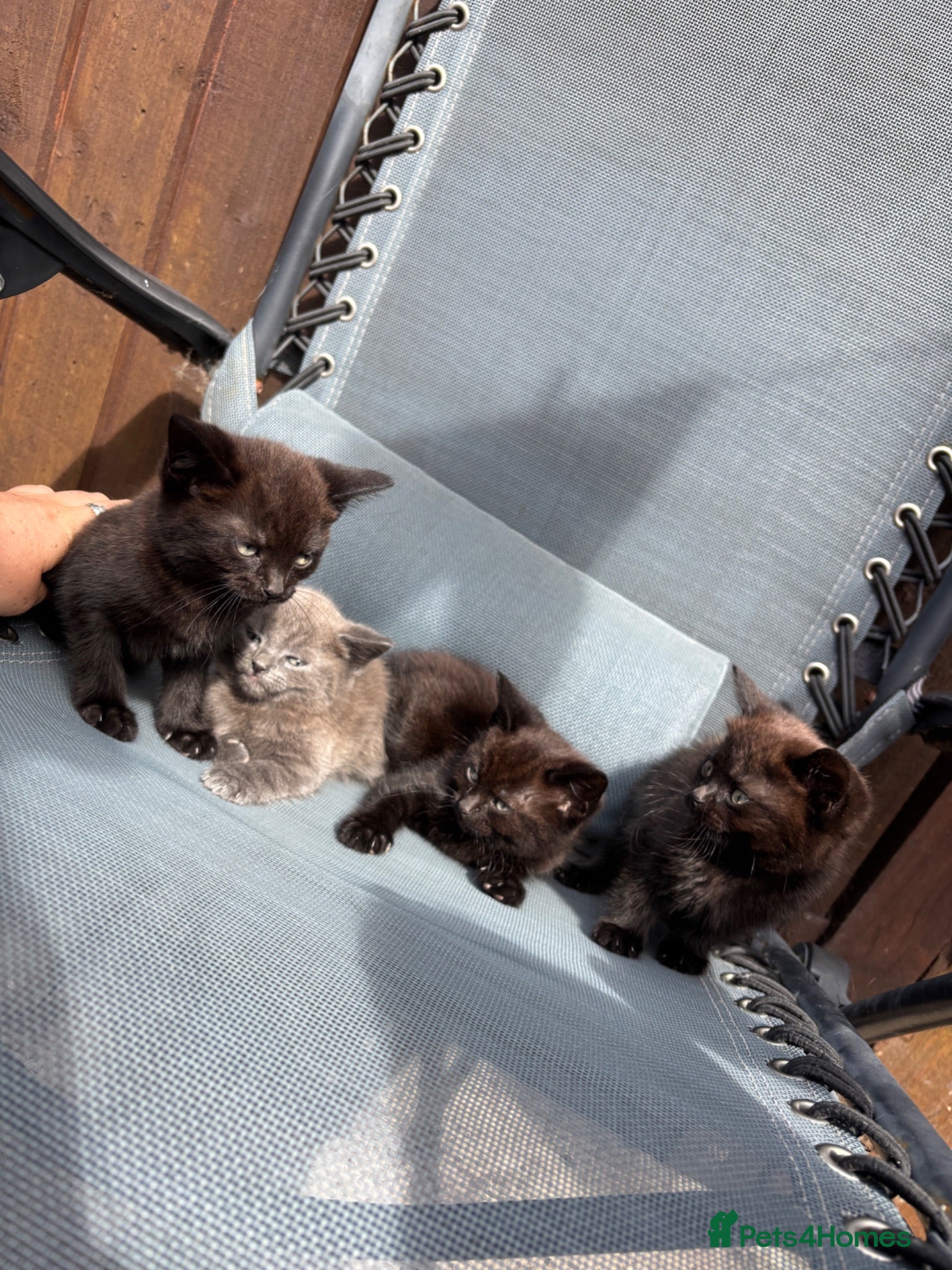 Mixed Breed cats 4 beautiful little kittens  - Advert 4