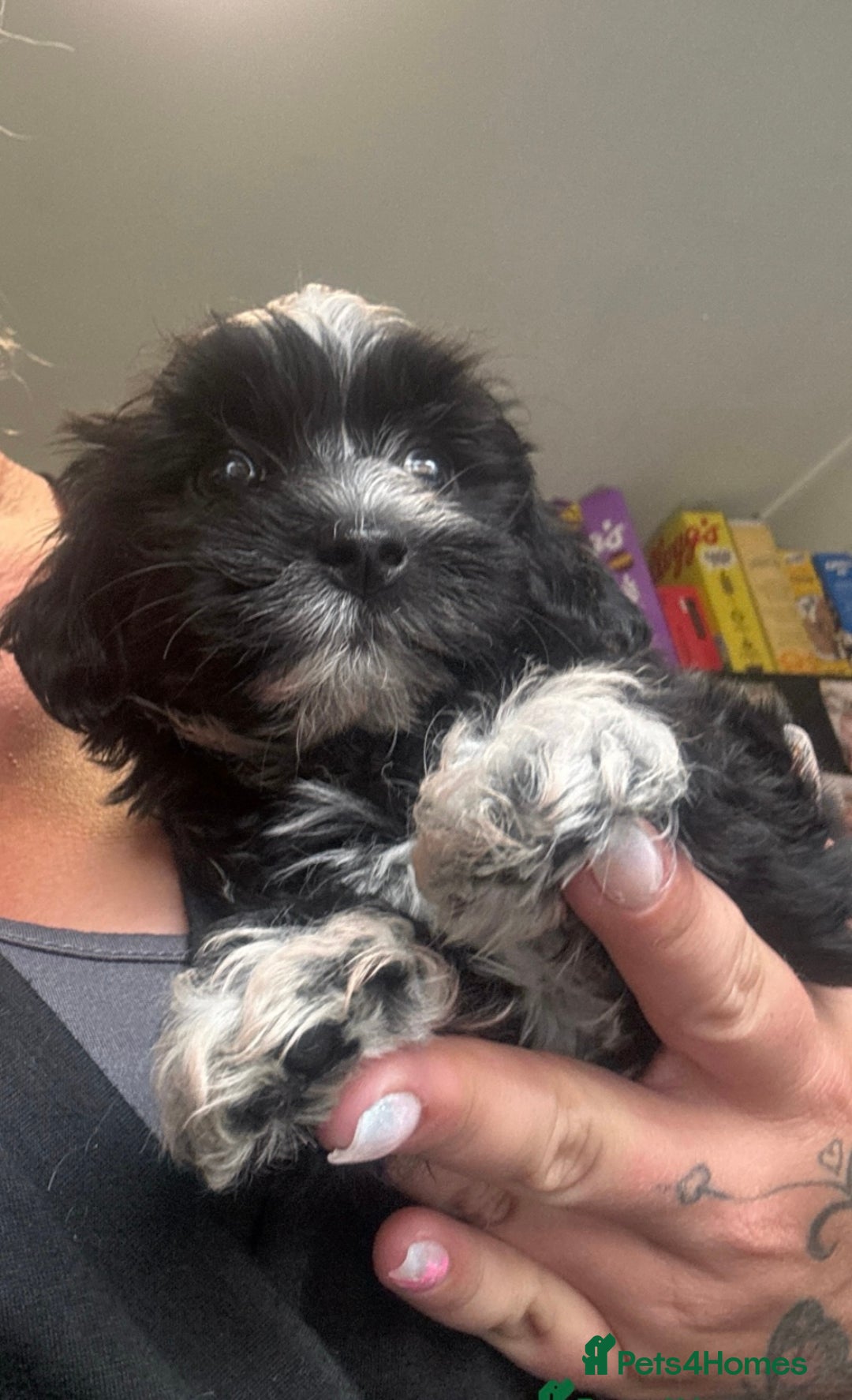 Mixed Breed dogs for sale: READY NOW,super cute maltese/chinese crested pups - Image 1