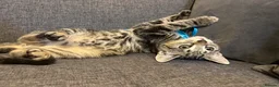 Mixed Breed cats for sale: Gorgeous healthy kitten looking for a loving home  - Advert 8