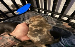 Miniature Dachshund dogs for sale: Mixed litter of beautiful miniature dachshunds  - Image 10