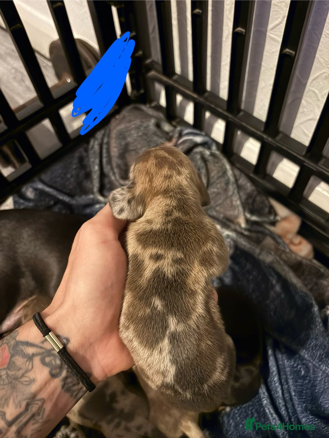 Miniature Dachshund dogs for sale: Mixed litter of beautiful miniature dachshunds  - Image 10