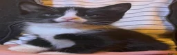 Mixed Breed cats for sale: Gorgeous playful kittens - Advert 17