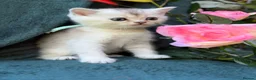 British Longhair cats for sale: TICA BRITISH SHORTHAIR & LONGHAIR KITTENS  - Advert 19
