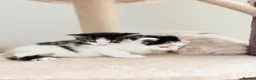 Mixed Breed cats for sale: 4 little kittens on sale in Chelmsford - Advert 1