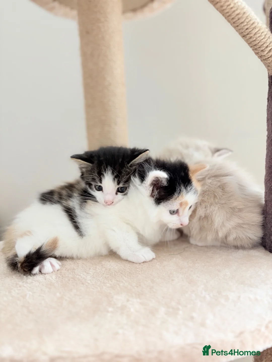 Mixed Breed cats for sale: 4 little kittens on sale in Chelmsford - Advert 1