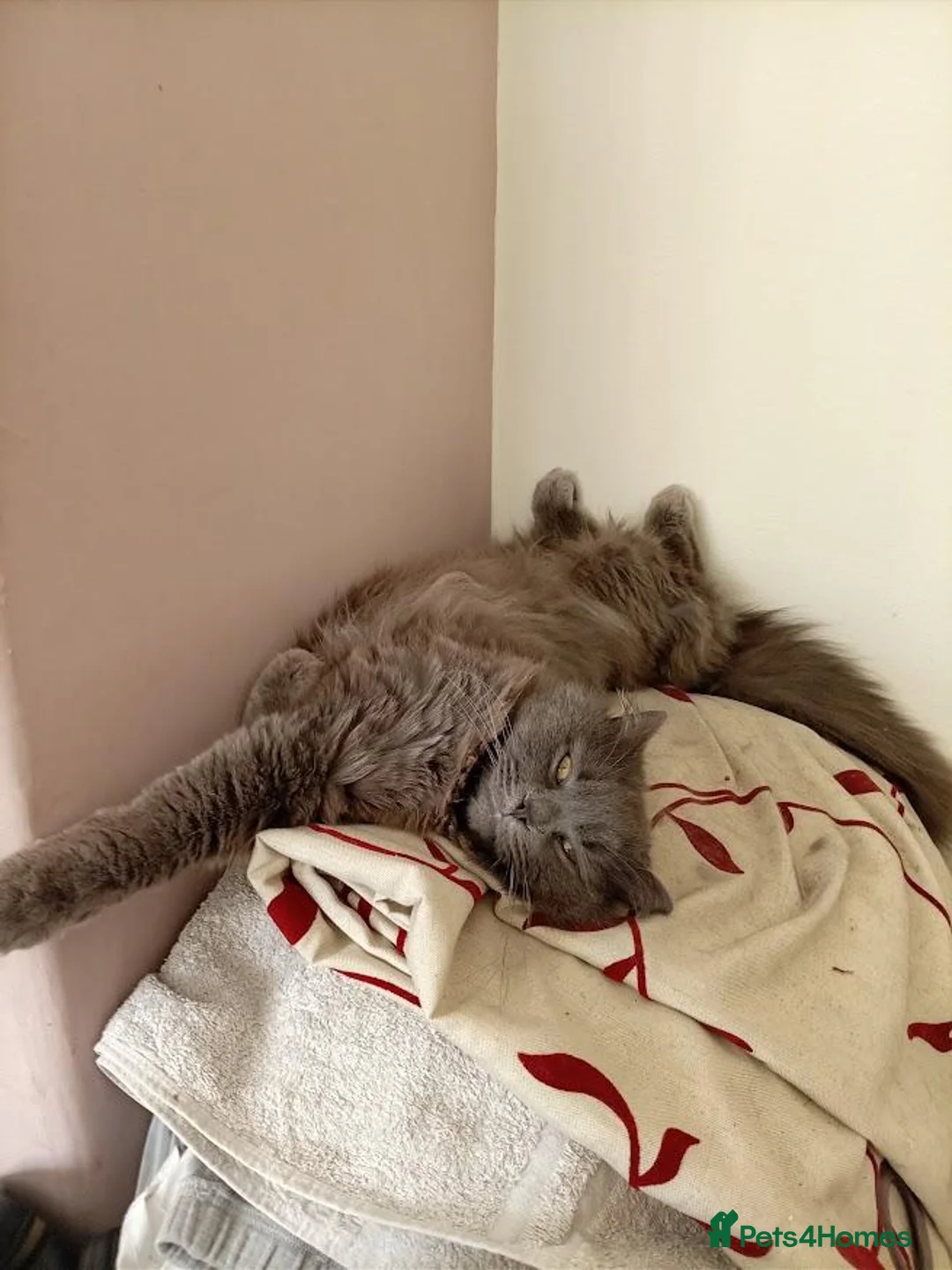 British Longhair cats for sale: GORGEOUS FULL BRITISH LONG HAIR! - Advert 6