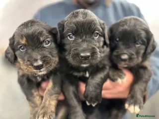 Bernese Mountain Dog dogs for sale: Wonderful litter of Golden Mountain Dogs - Advert 1