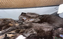 Ragdoll cats for sale: Ragdoll x Russian blue kittens  - Image 10