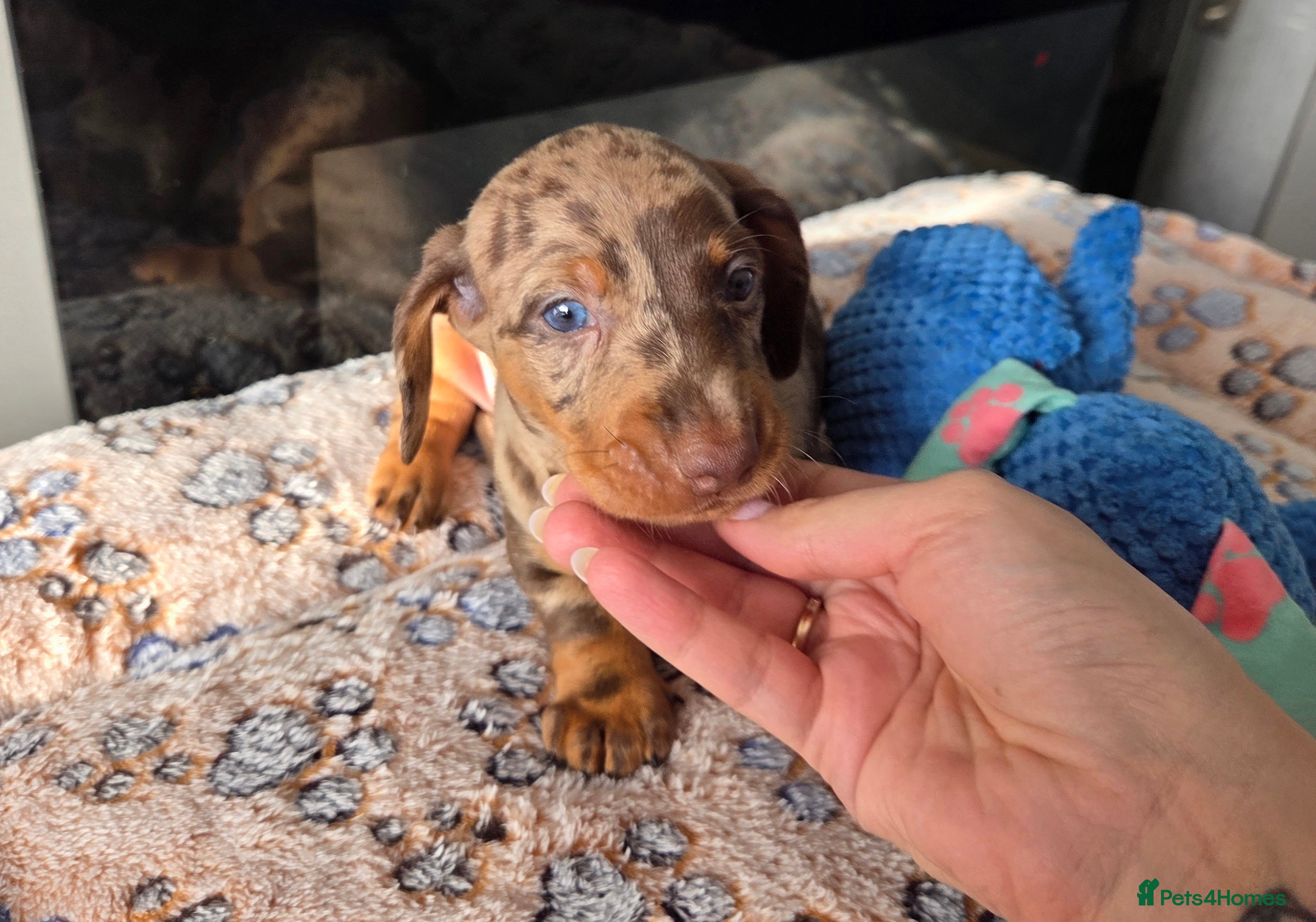 Miniature Dachshund dogs Kc Miniature Dachshunds ❤️ - Advert 1