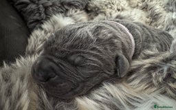 Neapolitan Mastiff dogs for sale: Neapolitan mastiff puppies due 27th September - Image 27