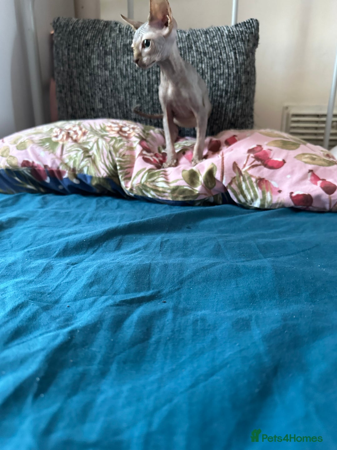 Sphynx cats for sale: Sweet Sphynx Kitten Looking for a Forever Home 🐾 - Image 2