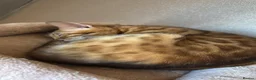 Bengal cats for sale: Bengals  in London - Advert 13