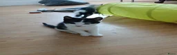 Mixed Breed cats for sale: Kittens to be rehomed in Wolverhampton - Advert 6