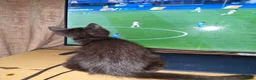 Mixed Breed cats for sale: 2 female kittens for sale - Advert 5