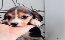 Beagle dogs for sale: Beagle Puppies Ready for Love! - Advert 9