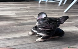 French Bulldog dogs for sale: 🐾 4 Beautiful French Bulldog Puppies 🐾 - Image 16