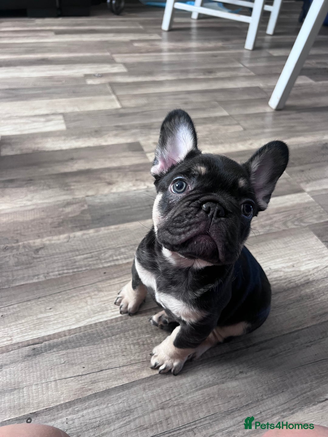 French Bulldog dogs for sale: 🐾 4 Beautiful French Bulldog Puppies 🐾 - Image 16