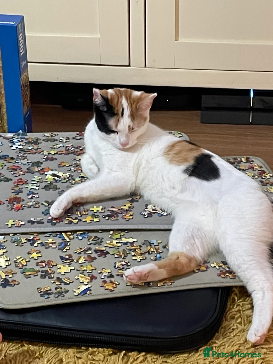 Mixed Breed cats for sale: Mixed breed female  - Advert 10