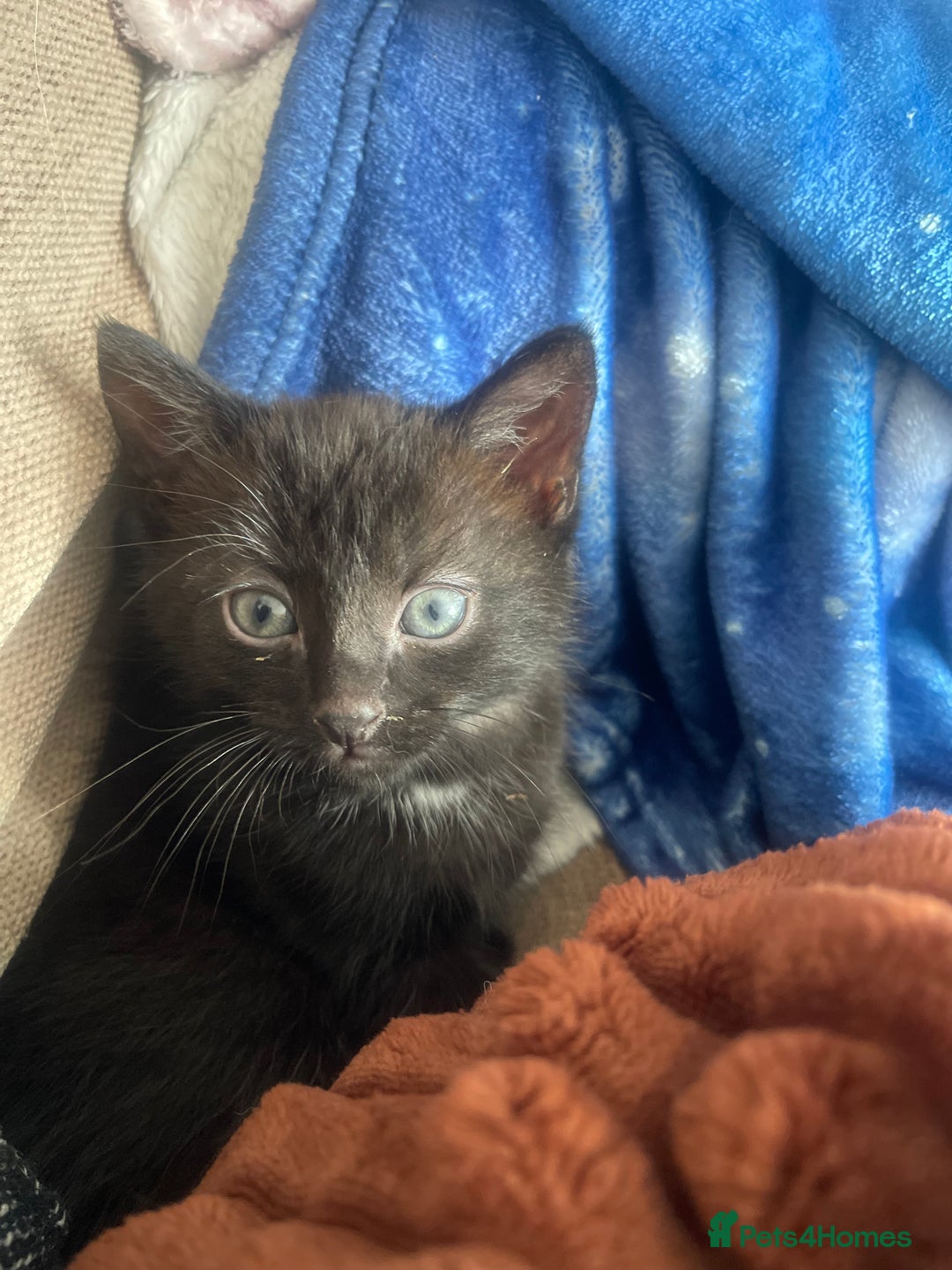 Mixed Breed cats for sale: Female Kitten  in Bristol - Image 1