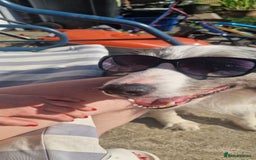 Border Collie dogs for sale: 'Blu' Blue merle border collie male - Image 2