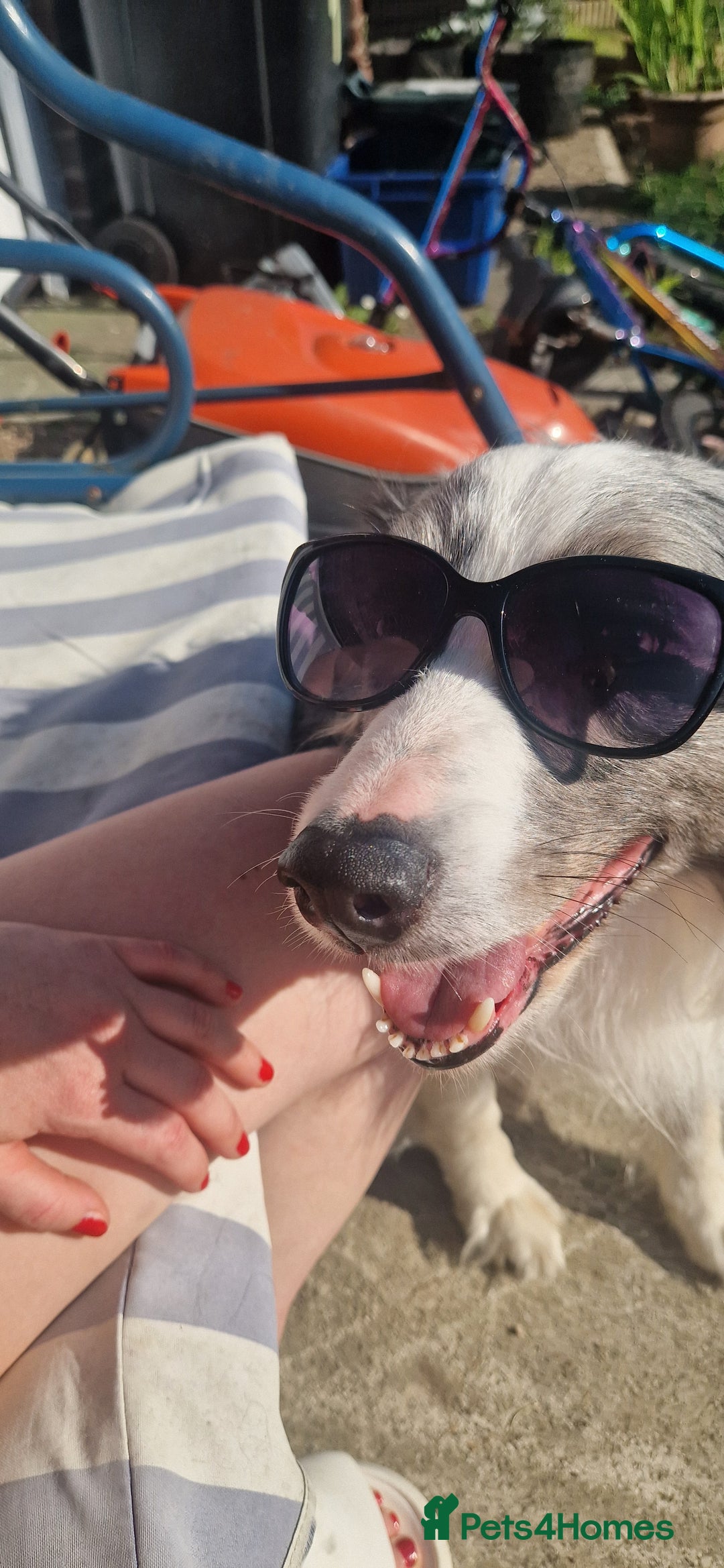 Border Collie dogs for sale: 'Blu' Blue merle border collie male - Image 2