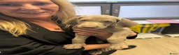 Weimaraner dogs for sale: KC Reg Weimaraner Puppies Silver & Blue - Advert 9