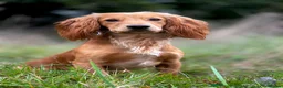 Cocker Spaniel dogs for sale: Beautiful Working Cocker Spaniel Puppies - Advert 27