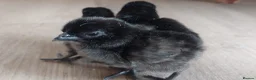 Chickens poultry for sale: Day‑Old Chicks and Hatching eggs - pure breed - Advert 4