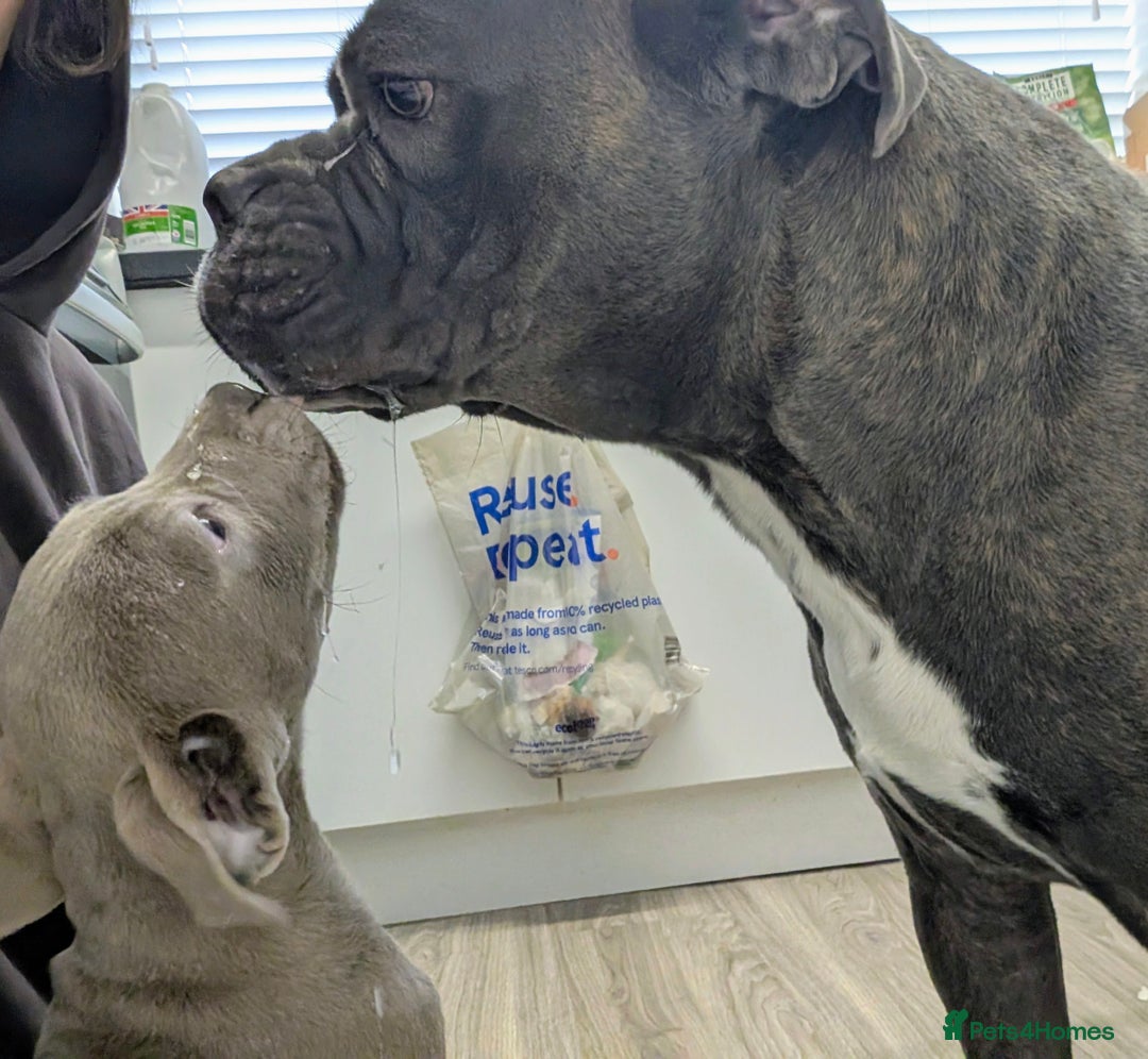 Mixed Breed dogs for sale: F1 MASTADOR PUPPIES  - Advert 3